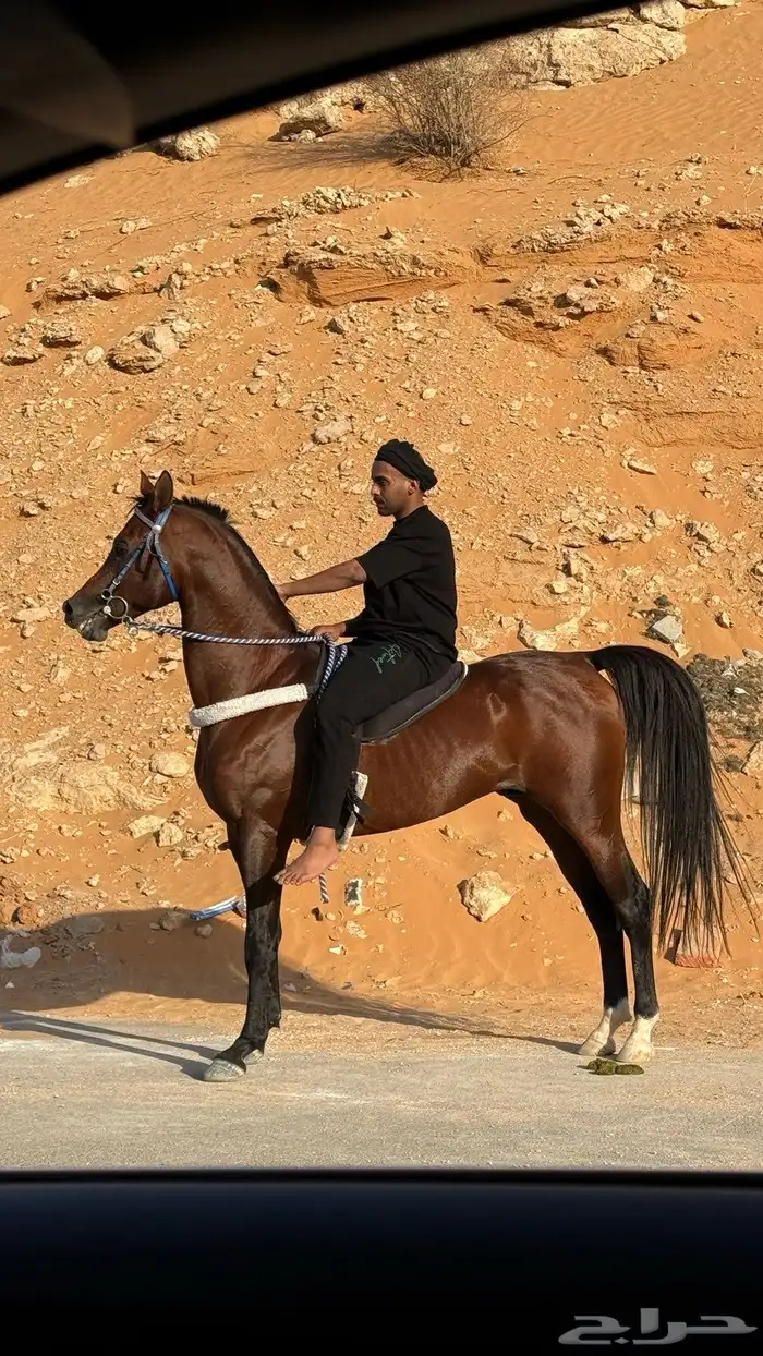 حصان ولد كحيل الشقب 3