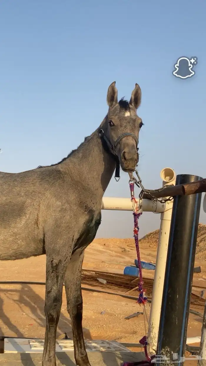 مهر شعبي للبيع 2