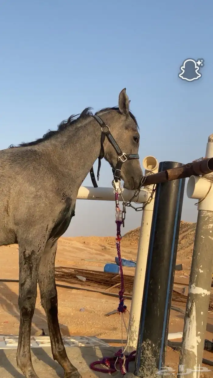 مهر شعبي للبيع 1