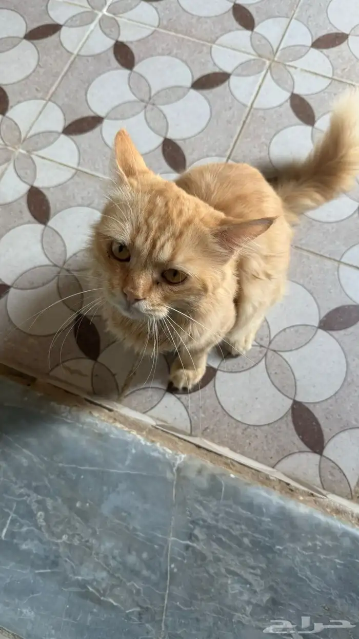 رقم التواصل 0