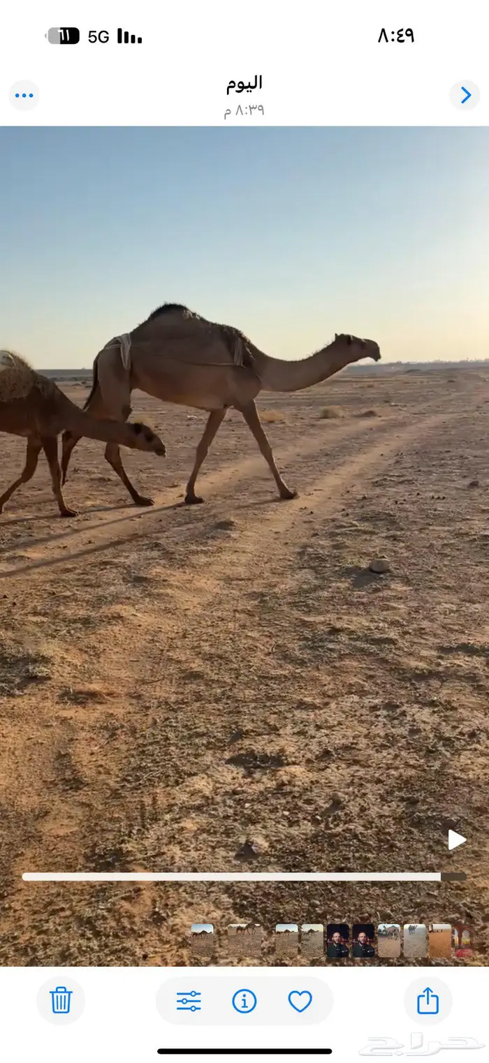 شعلا عشرا رباع 0