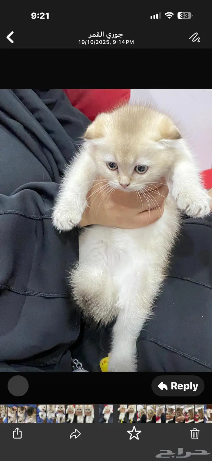 قطط للبيع سكوتش فولد وستريت 2