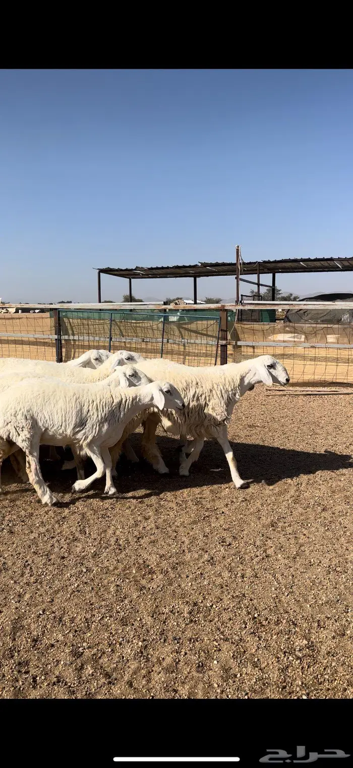 رخال جبره فاخره 2