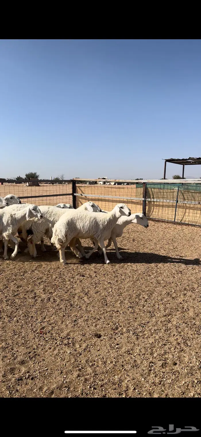 رخال جبره فاخره 3