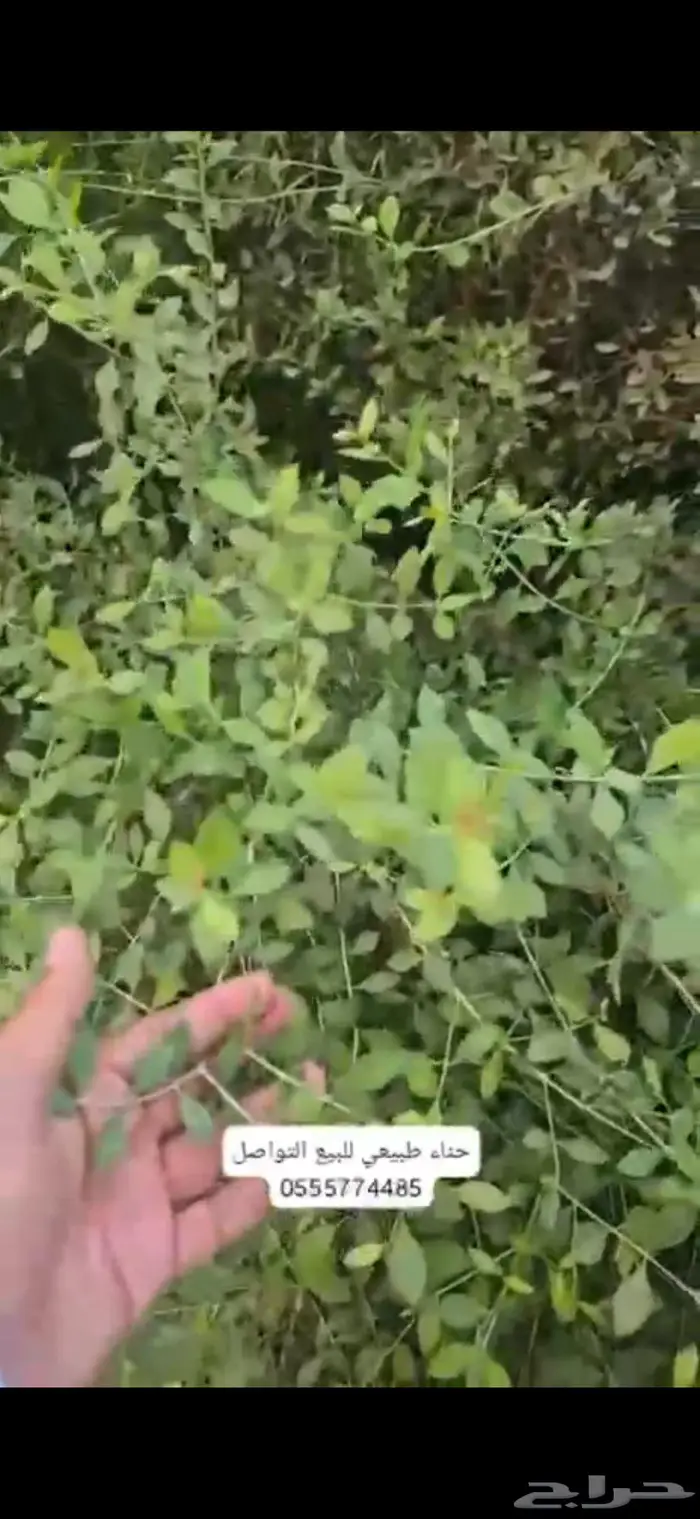حنا طبيعي طازج من حق الديره 2