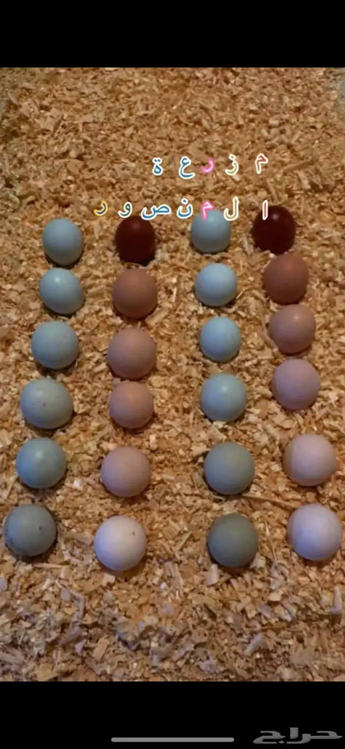 بيض مشكل سلالات عالمية مختلفة 1