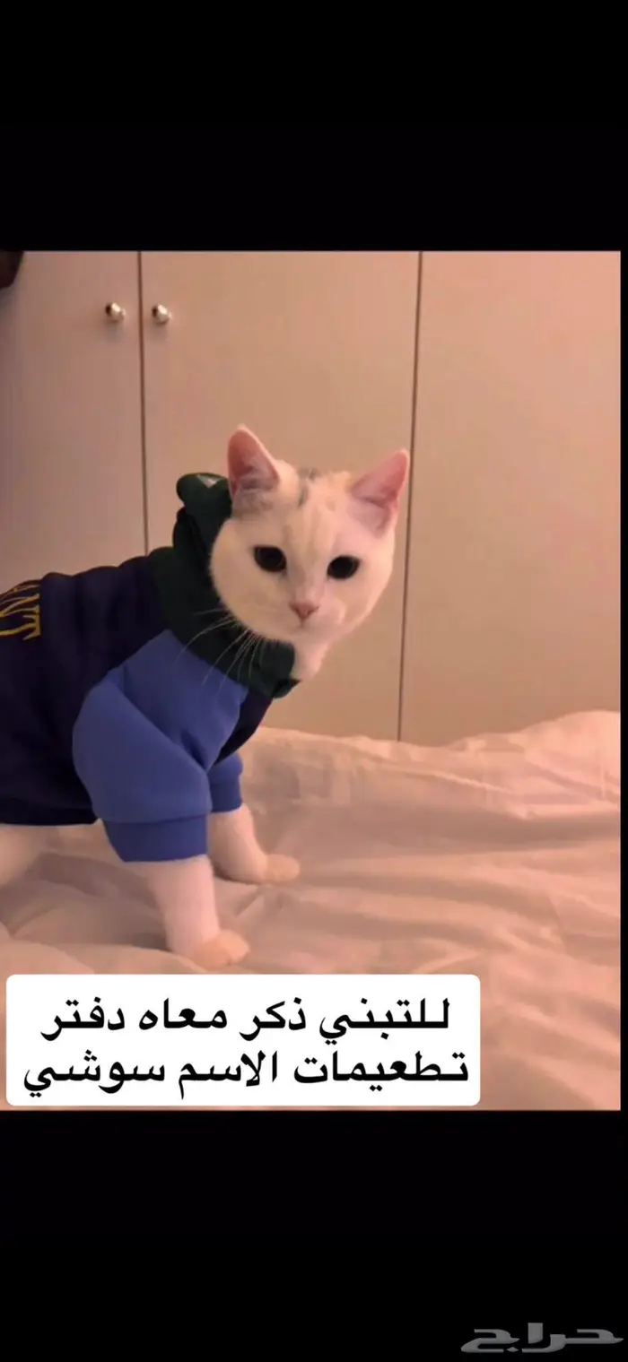 قط ذكر للتبني 0
