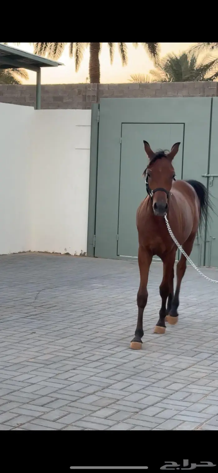 مهر البيع شعبي عمره 11 شهر 0