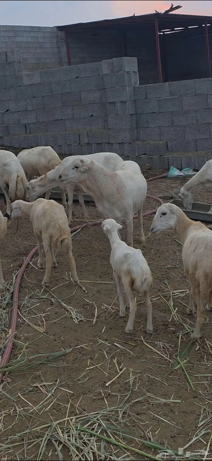 فحل بلدي فاخر 1