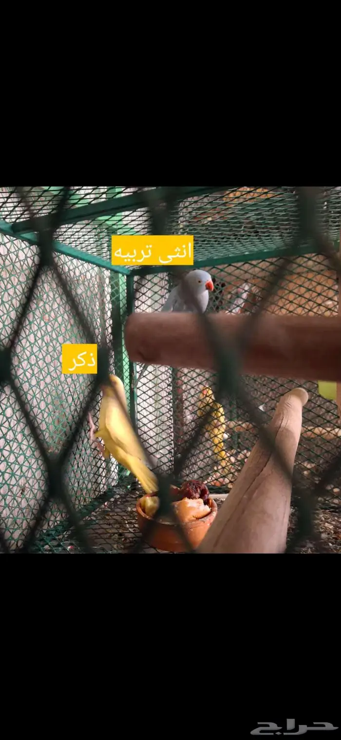 دره وصن كنيور وكروان ابيض على اسوم ولا يجي اللي جاد 5