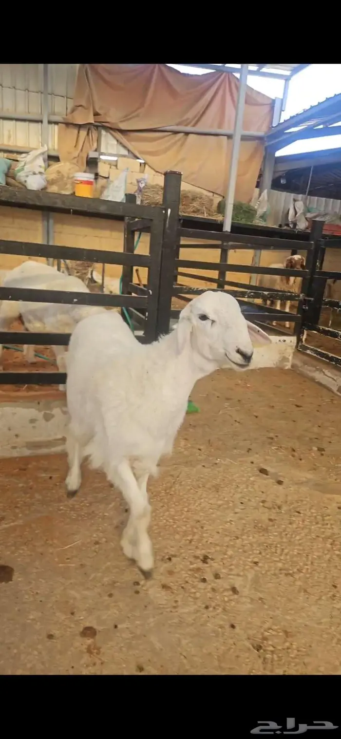 خروف حري 7 شهور 0