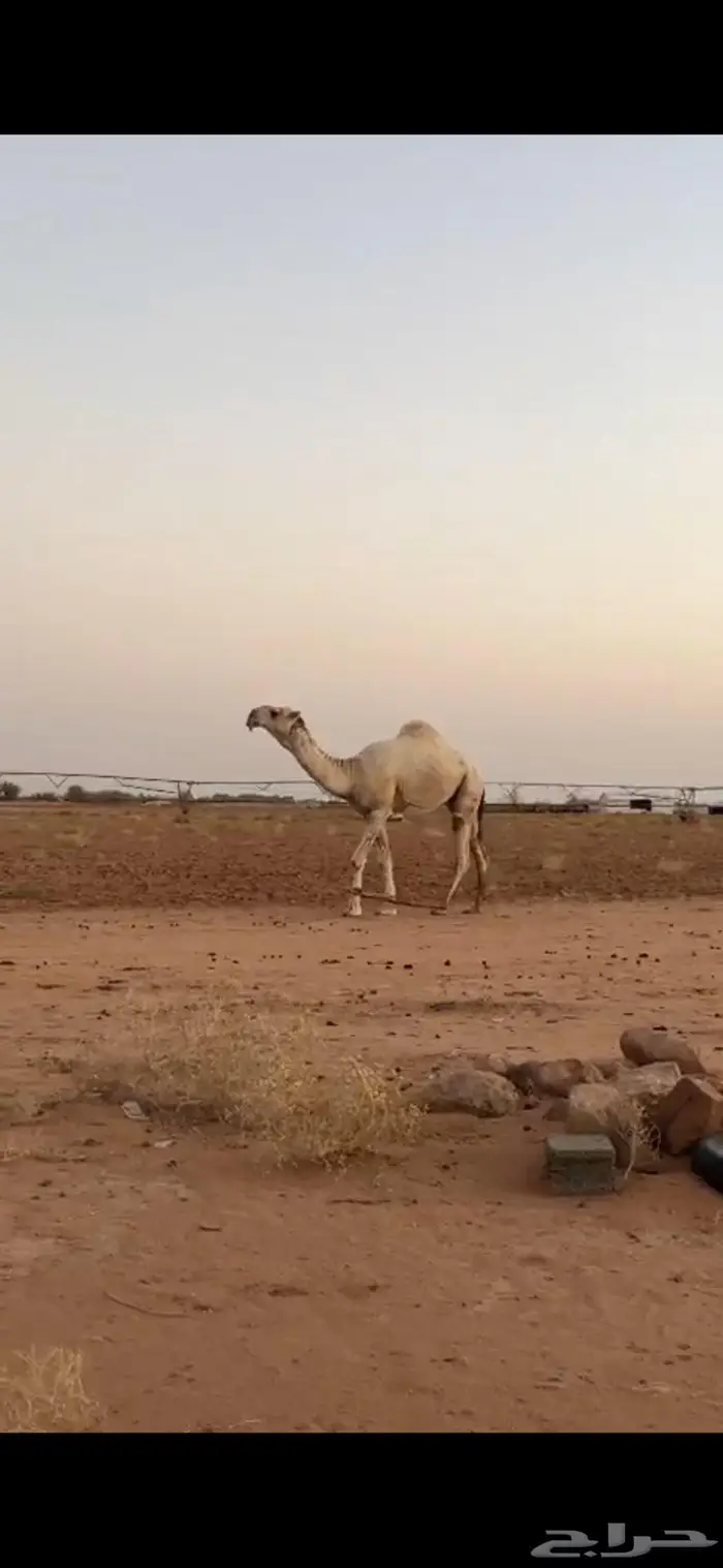للبيع الفحل 0