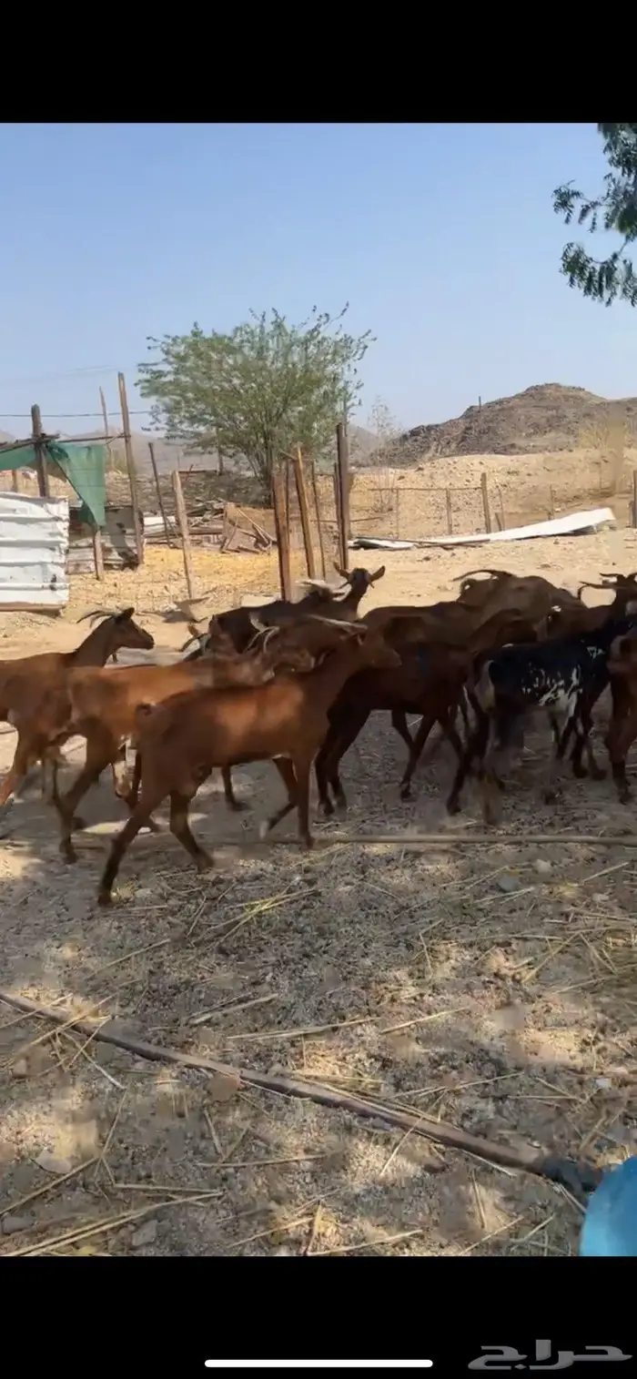 معزا دهم حمر للبيع عدد 16 راس بمكه شرايع النخل 2