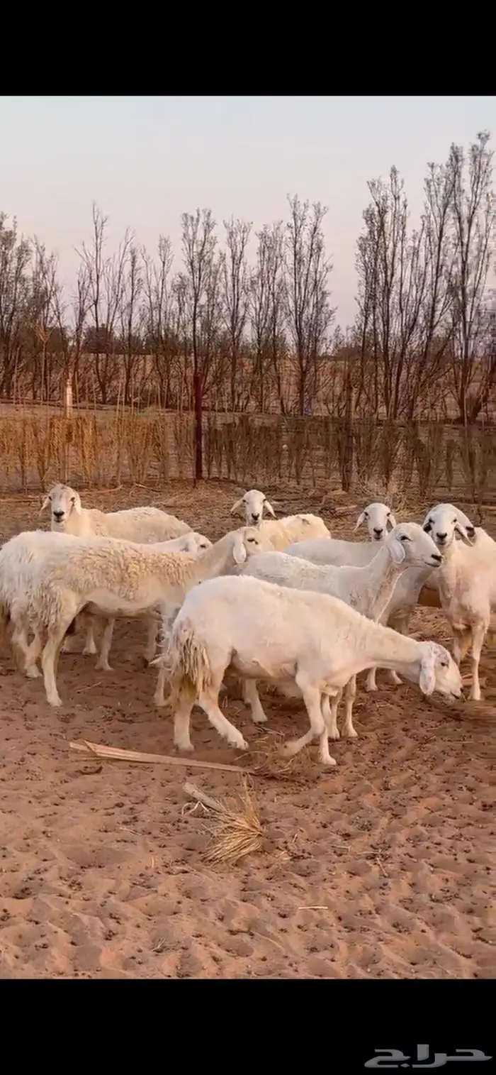 غنم حريه للبيع 1