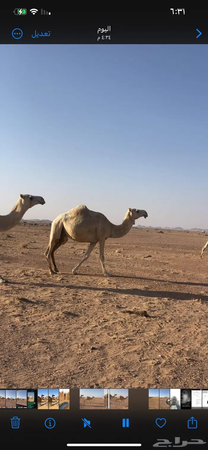 لقحات قريب ولادهن 1