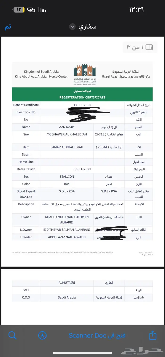 للبيع حصان عربي اصيل 13