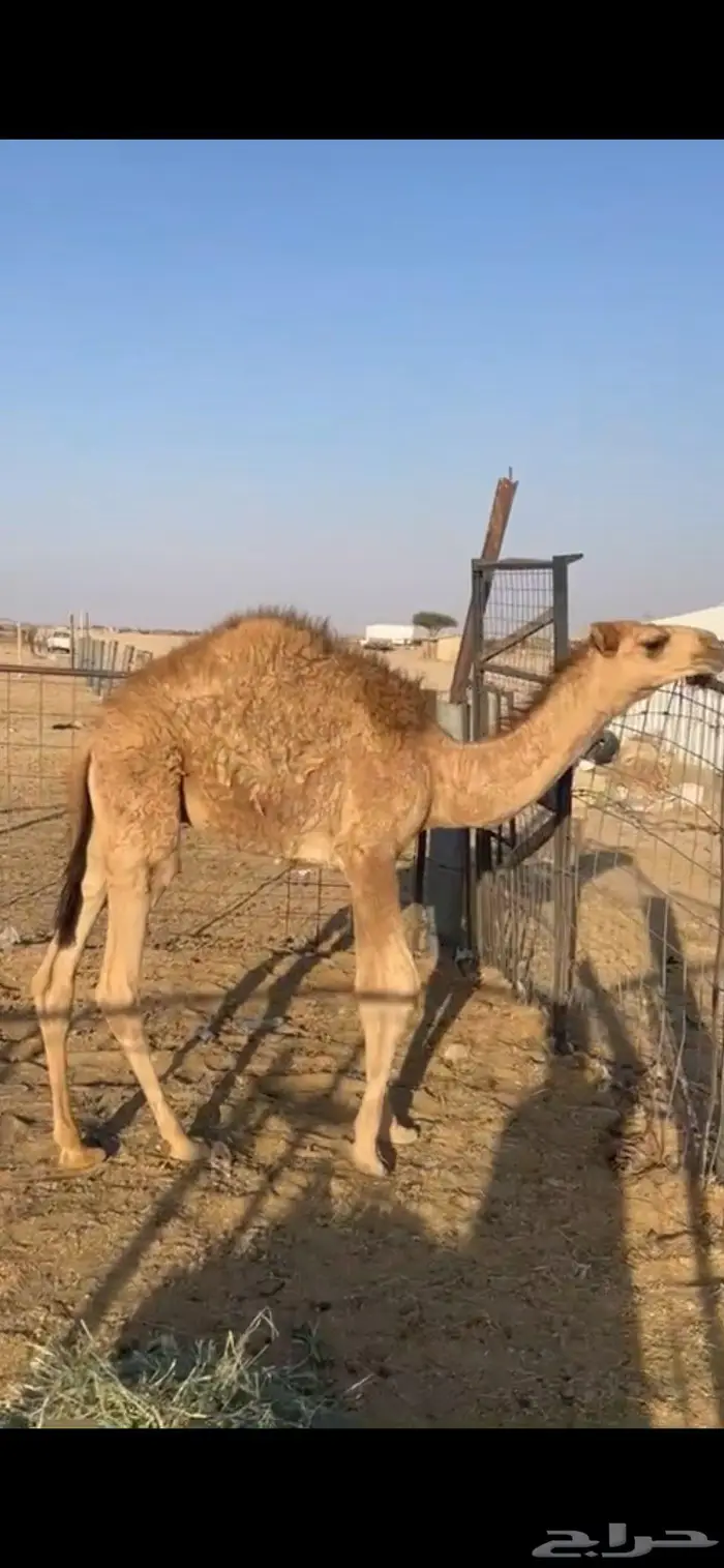 قعود للبيع 0