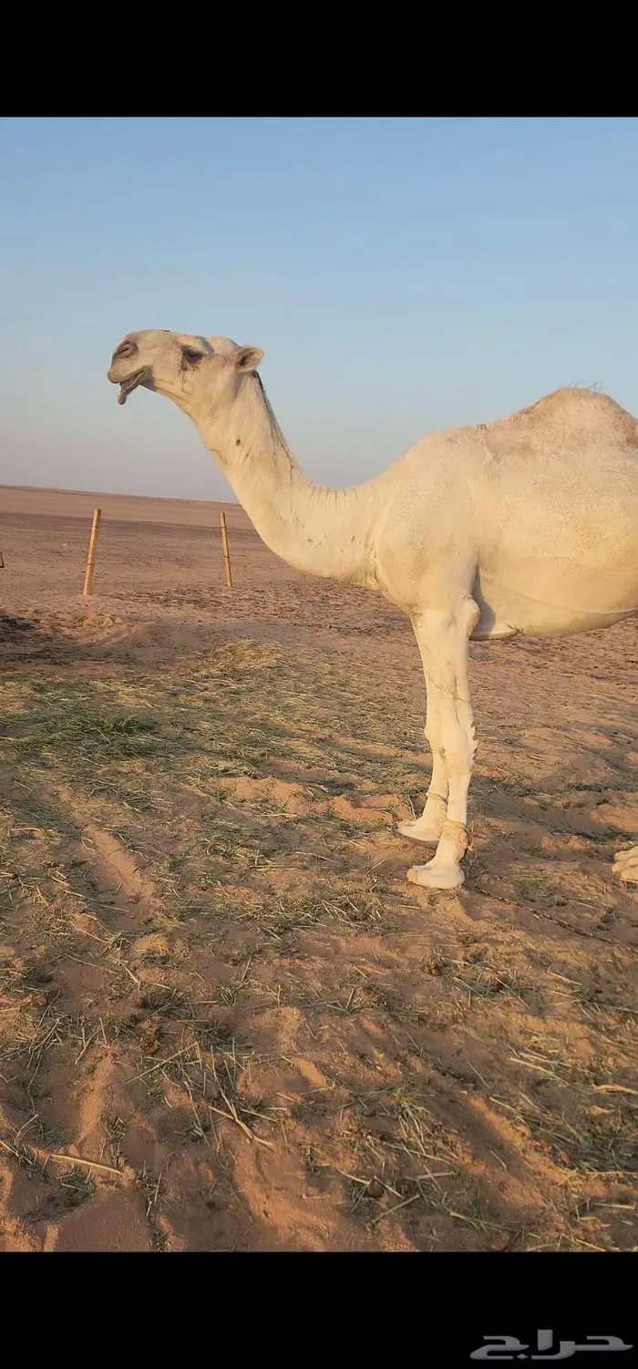 قعود باتلي منوة القناي 0