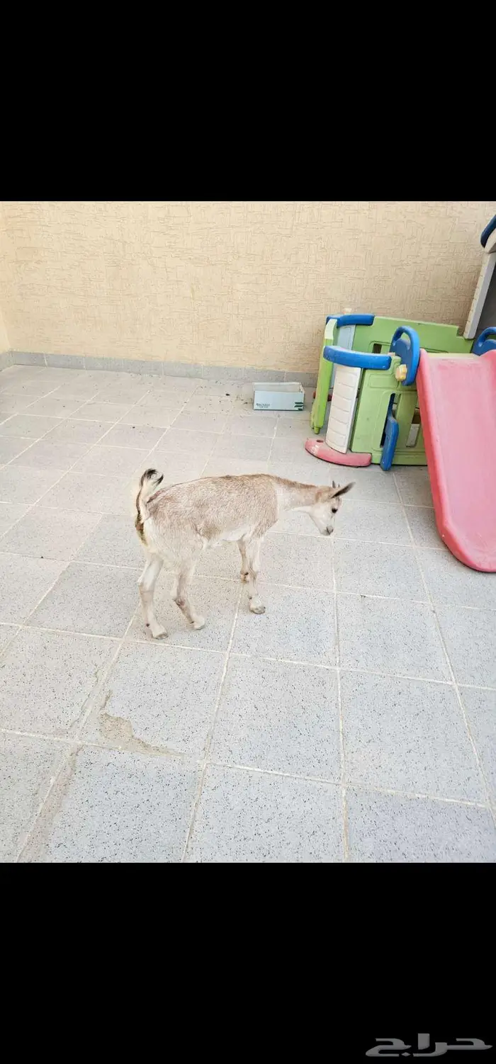 الرياض 1