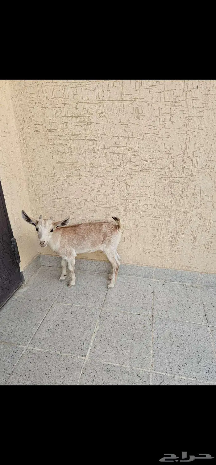 الرياض 3
