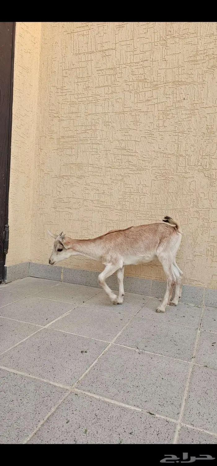 الرياض 6