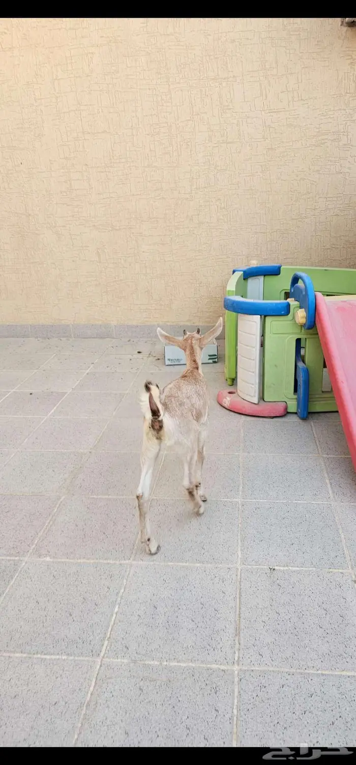 الرياض 8