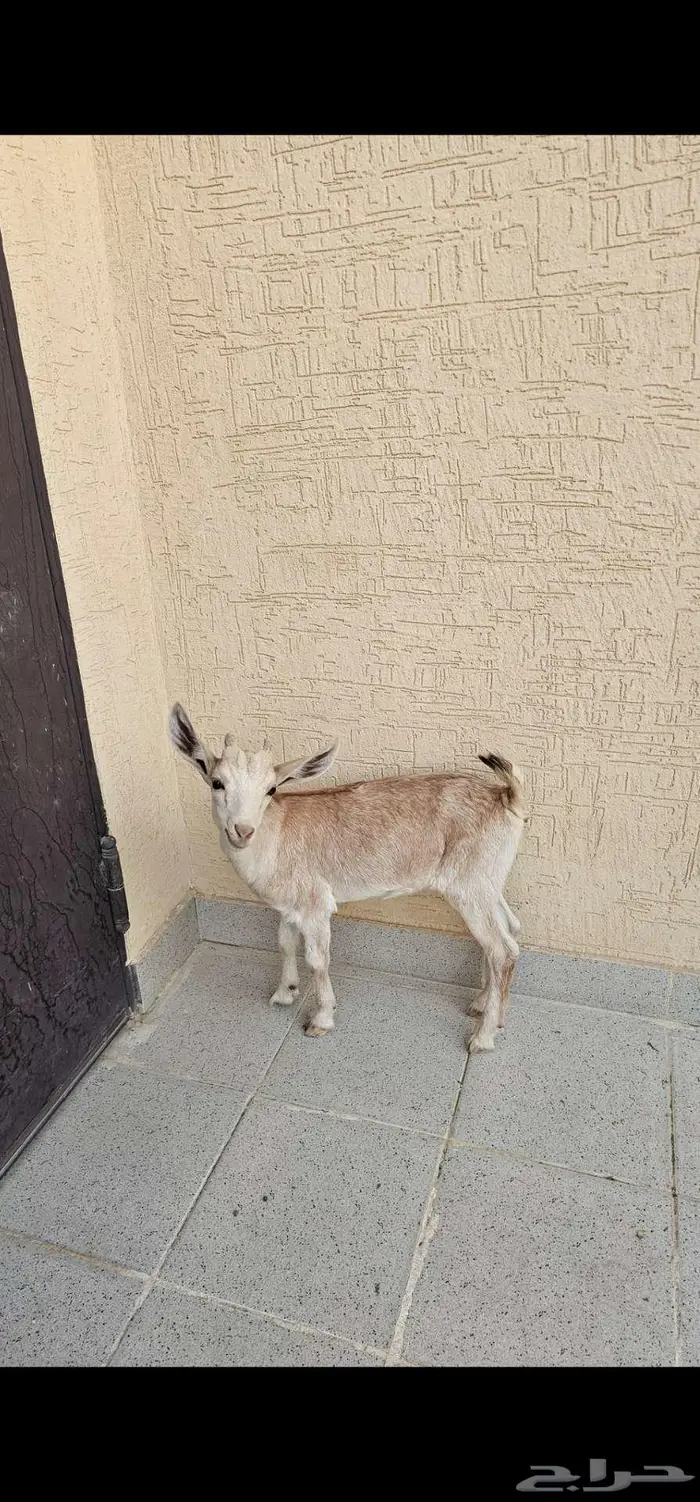 الرياض 5