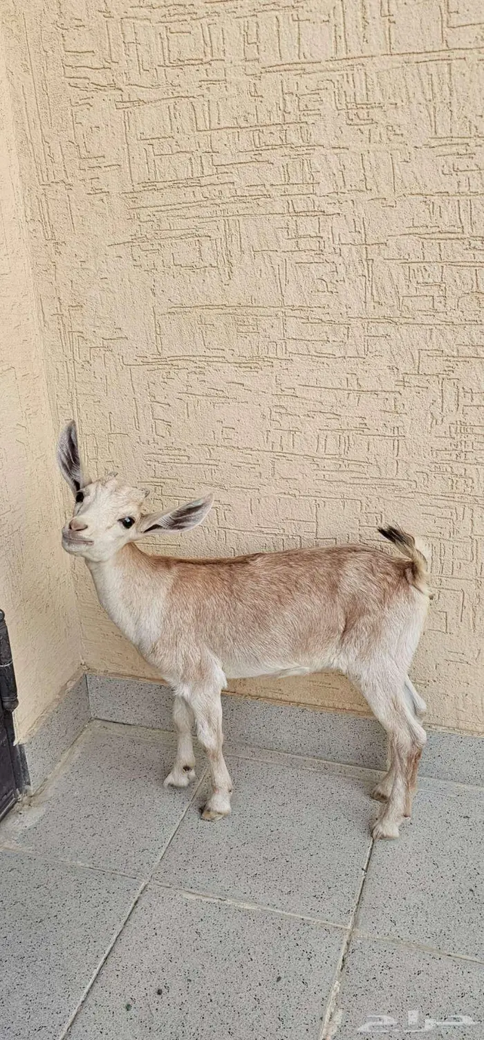 الرياض 4