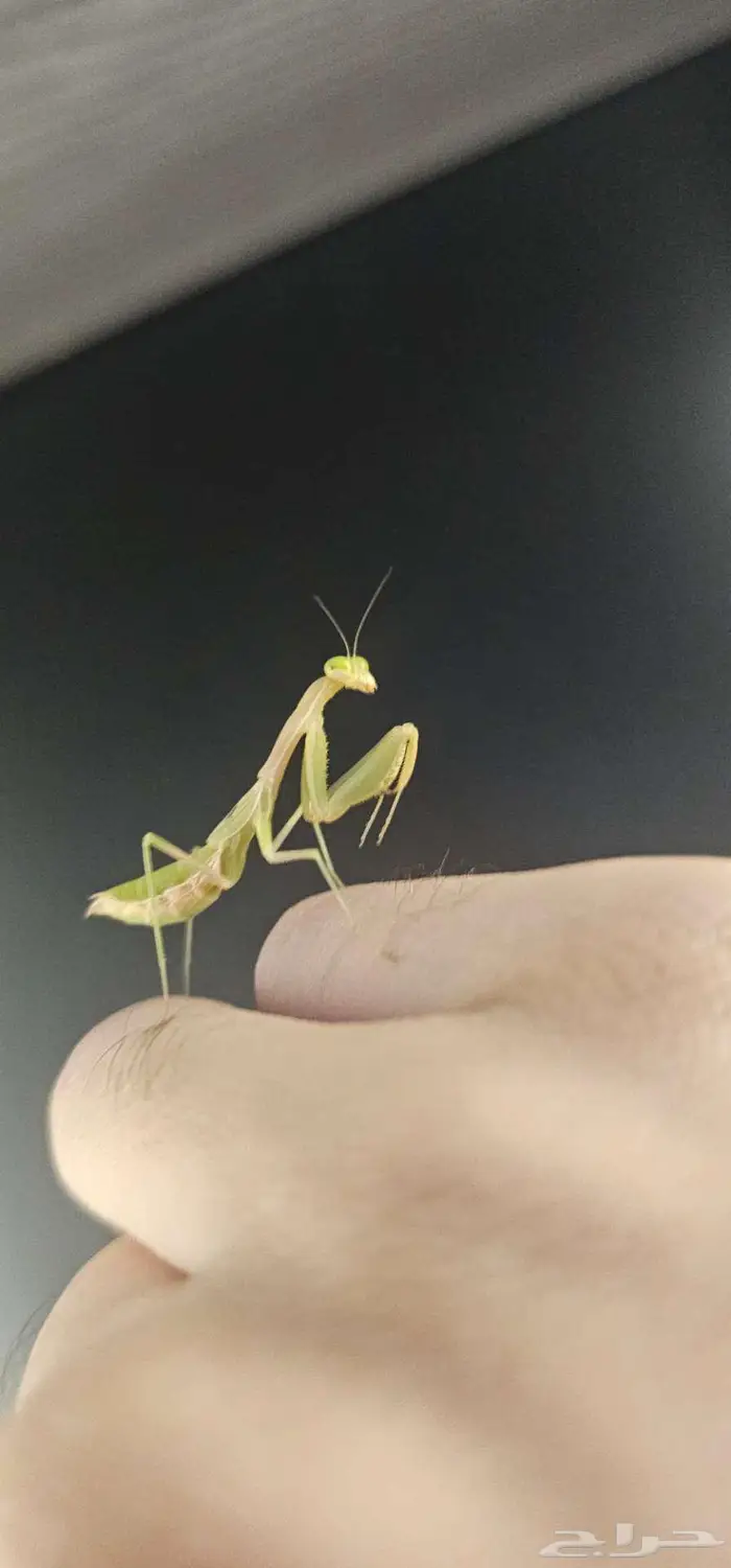 Miomantis paykullii   Egyptian pygmy mantis 0