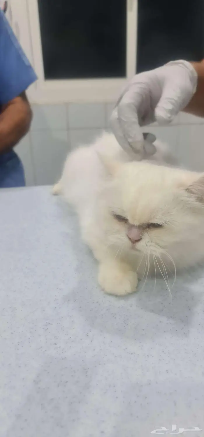 قطط للتبني 3