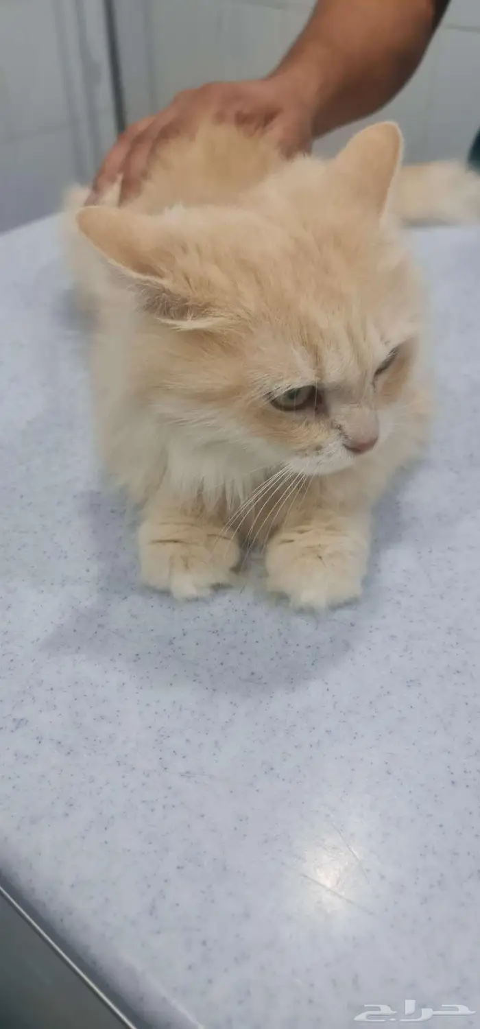 قطط للتبني 4