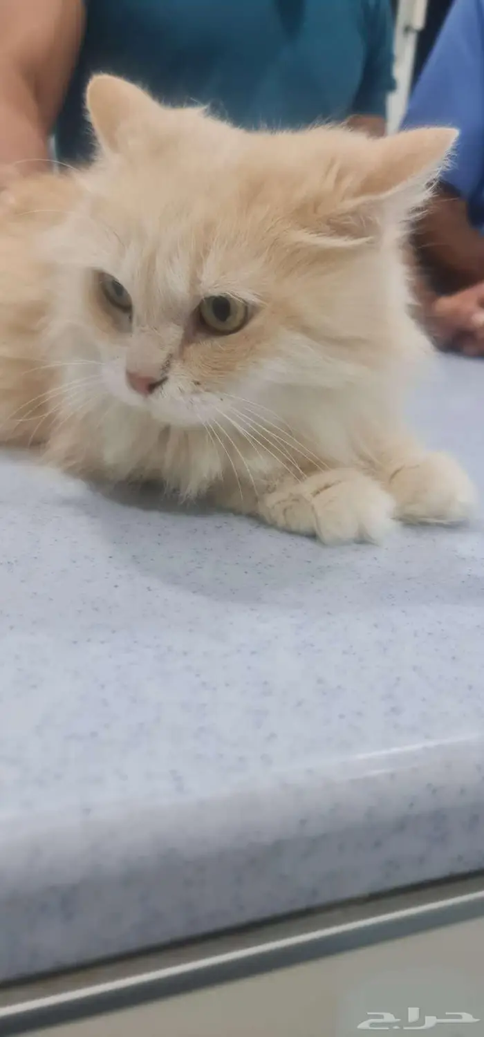قطط للتبني 0
