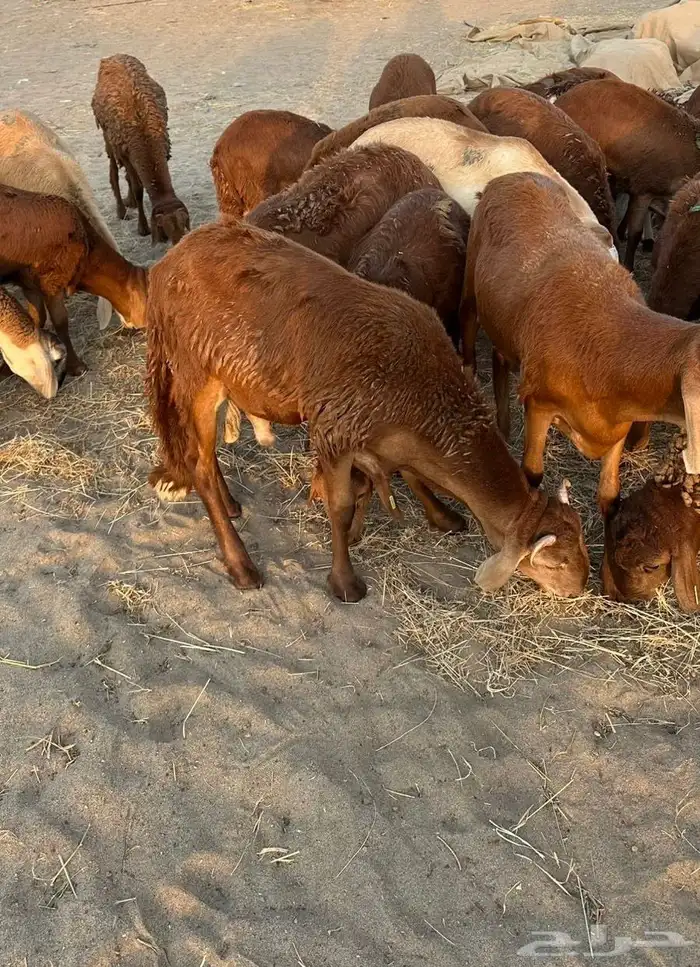 طليان سواكن مرابى 3 شهور 0