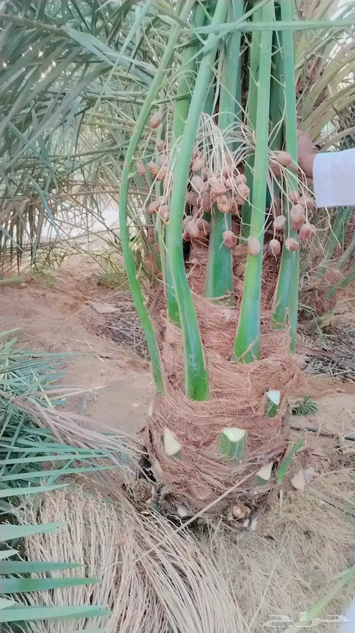 نخل نخيل للبيع زينه ونخل عربي مثمر فسايل جثايث نقايل صقعي 5