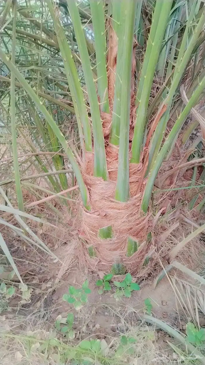 نخل نخيل للبيع زينه ونخل عربي مثمر فسايل جثايث نقايل صقعي 1