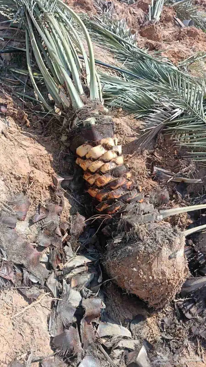 نخل للبيع بجميع أنواعها ومقاساتها نوايع ع الطلب 3