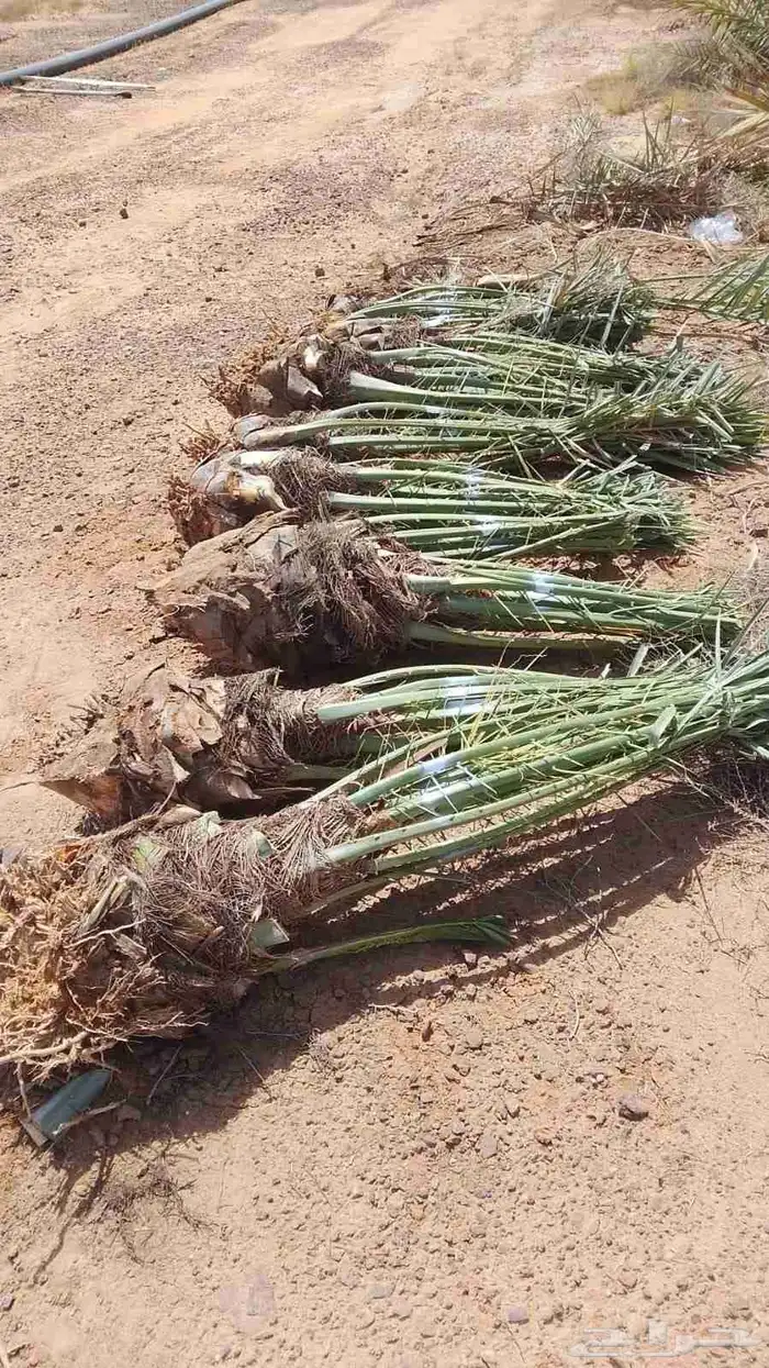 النخل للبيع 8
