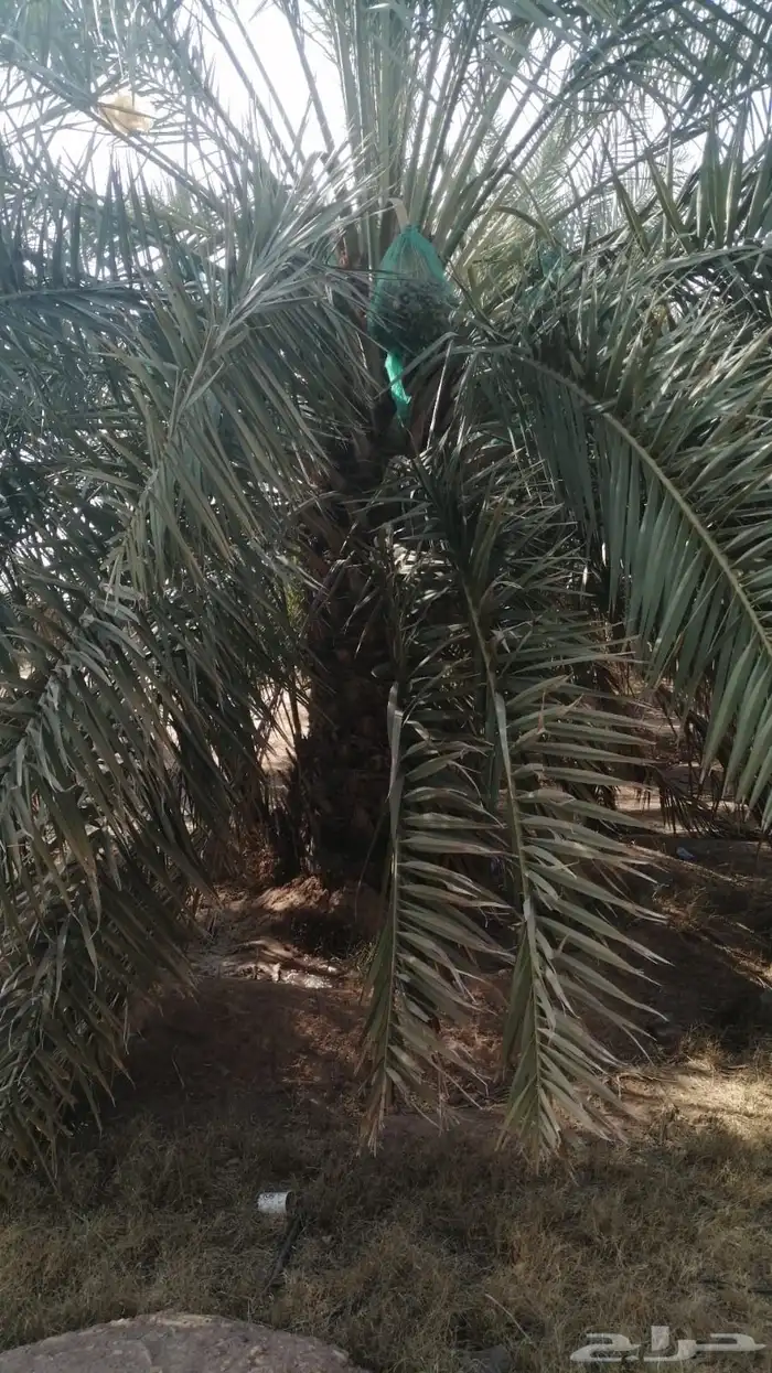 نخل مثمر أسعار وجوده 5