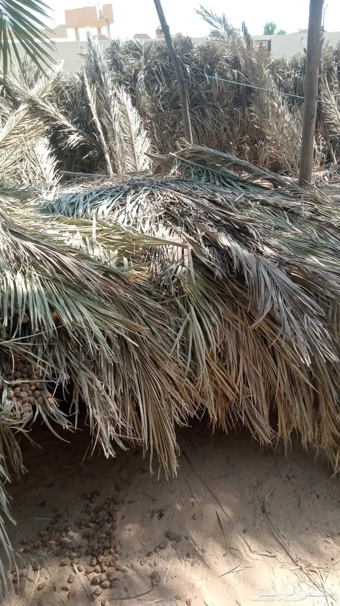 عسيب عسبان مجاني 1