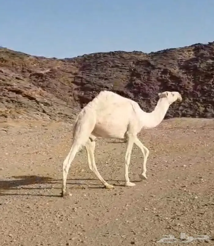 قعود طيب جدا  فاخرر 6