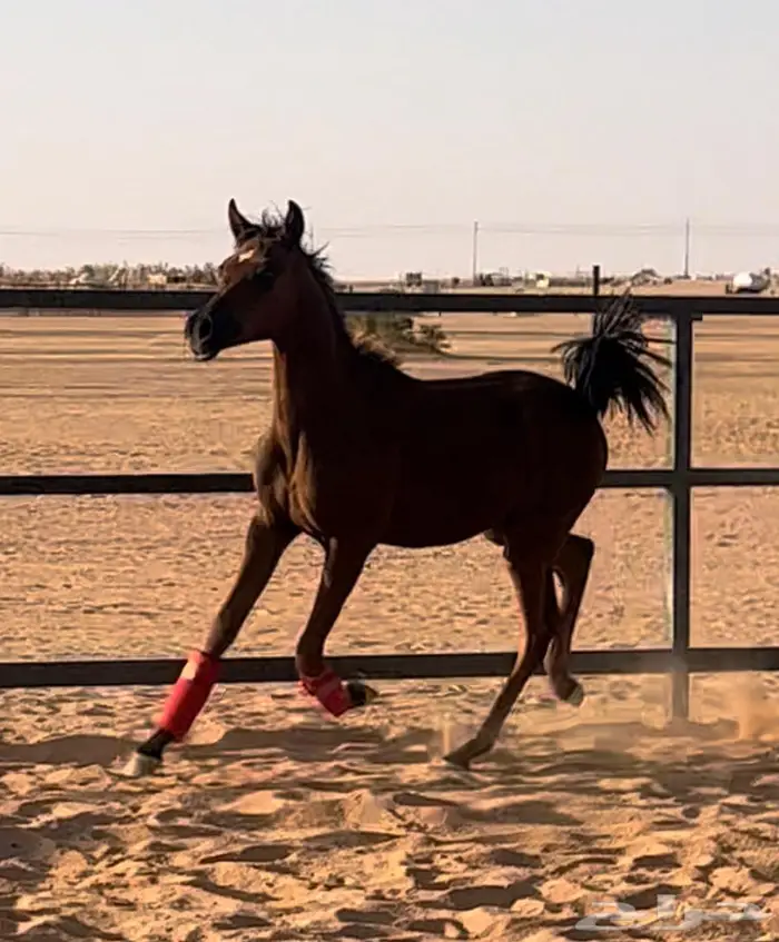مهره واهو مكس جمال 3