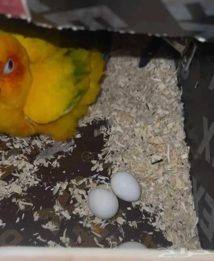 جوز صن كنيور 7