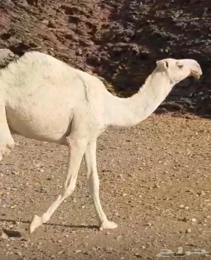 قعود طيب جدا  فاخرر 5