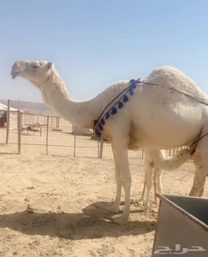 خلفه وعشاير طيبه 2