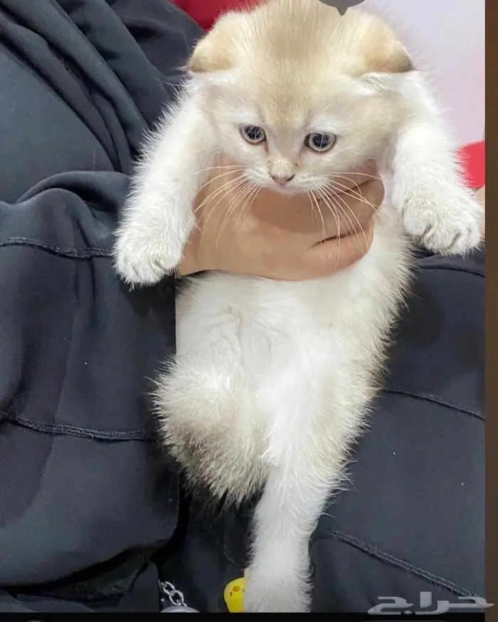 قطط للبيع سكوتش فولد وستريت 4