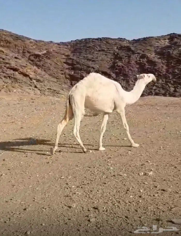 قعود طيب جدا  فاخرر 4