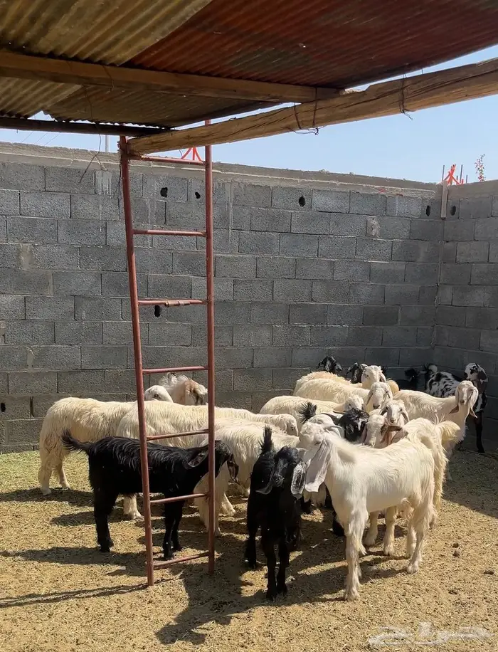 ذبايح للبيع ذبايح كفو 6