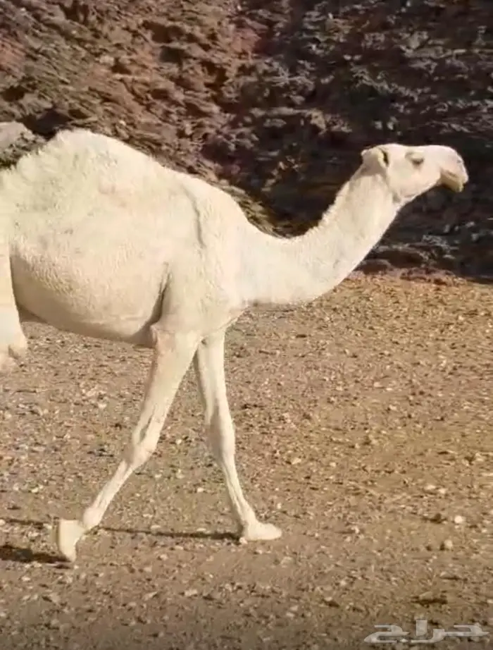 قعود طيب جدا  فاخرر 0