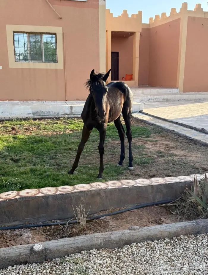 مهره للبيع 4