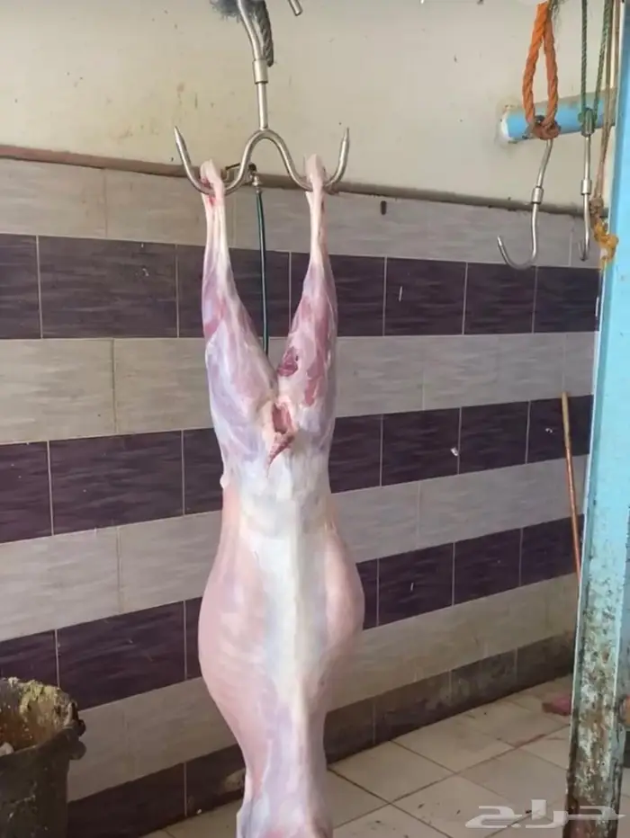 ذبايح للبيع ذبايح كفو 1